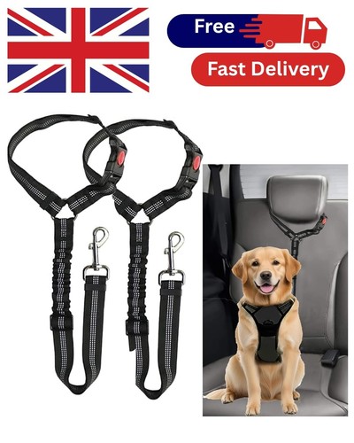 Pack dog car - 2,